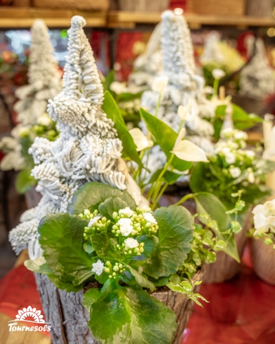 Compositions florales de Noël en pots avec des plantes vertes et des décorations en forme de sapin.